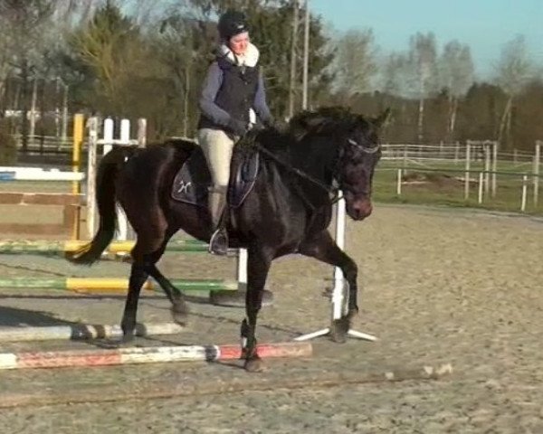 dressage horse Decent Fellow I (Hanoverian, 2009, from Dicanto 2)