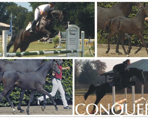 horse Conquera (Holsteiner, 2010, from Contendro I)