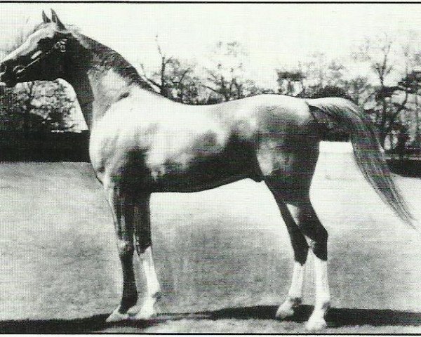 stallion Rithan ox (Arabian thoroughbred, 1941, from Raktha 1934 ox)