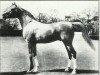 stallion Rithan ox (Arabian thoroughbred, 1941, from Raktha 1934 ox)