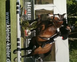 jumper Cosimo 57 (Oldenburg show jumper, 2009, from Cascari)