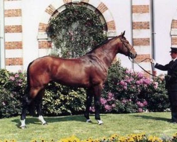 stallion Beguin de Moens (Selle Français, 1989, from Quouglof Rouge)