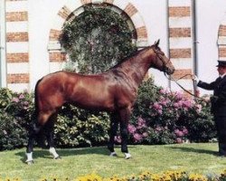 stallion Beguin de Moens (Selle Français, 1989, from Quouglof Rouge)