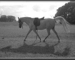 horse NK Badr (Arabian thoroughbred, 2001, from Adnan EAO)