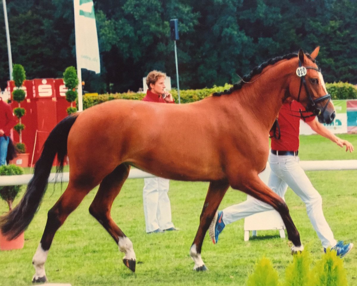 Zuchtstute Valentina (Westfale, 2012, von Valeron)