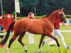 broodmare Valentina (Westphalian, 2012, from Valeron)