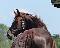 broodmare Why Charmaine (Bavarian, 2002, from Acord II)