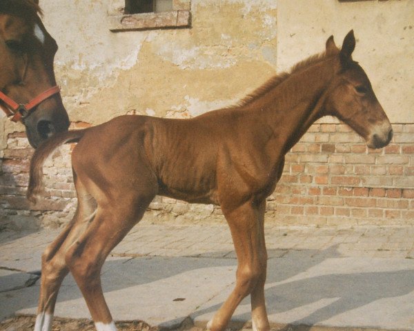 Pferd Falko 253 (Sachse, 1992, von Fierant xx)