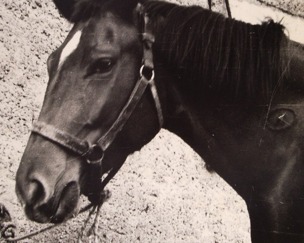 broodmare Zilla 2 (Noble Warmblood, 1981, from Adamit I)