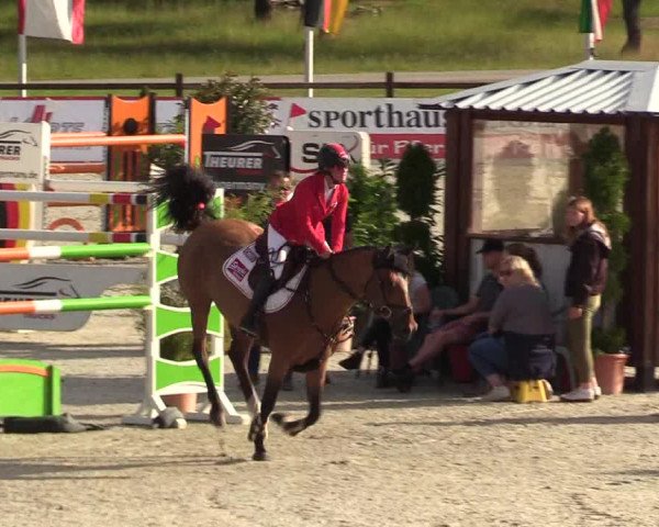 Reitturnier CSI** Westergellersen 2020