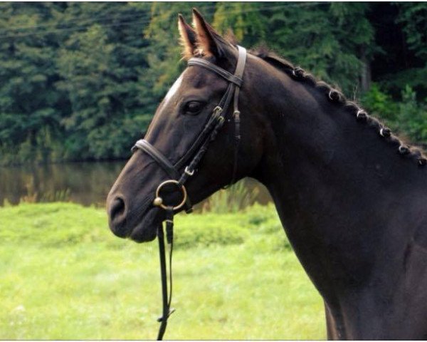 broodmare Lizara (Polish Warmblood, 2010)