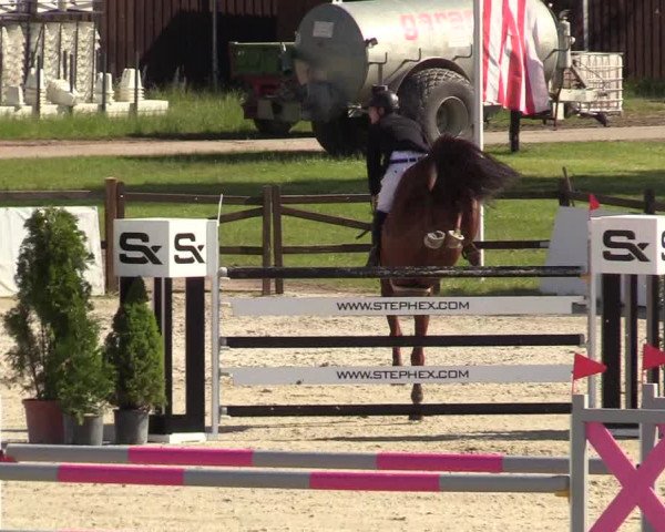 Reitturnier CSI** Westergellersen 2020