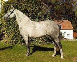 Pferd Melisa (Polnisches Warmblut, 2009, von Rytm)