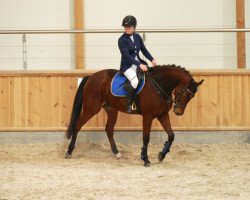 Pferd Golden (Polnisches Warmblut, 2011, von Jakobin)