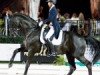 dressage horse Don Diego (Hanoverian, 2003, from Don Frederico)