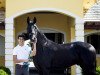 dressage horse Dhannie Ymas (Hanoverian, 2007, from Don Crusador)