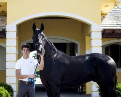 dressage horse Dhannie Ymas (Hanoverian, 2007, from Don Crusador)