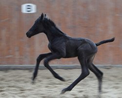 broodmare Karelia (Oldenburg, 2015, from Governor-Str)