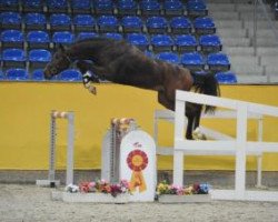 stallion Cavani G (German Sport Horse, 2013, from Chacco Me Biolley)