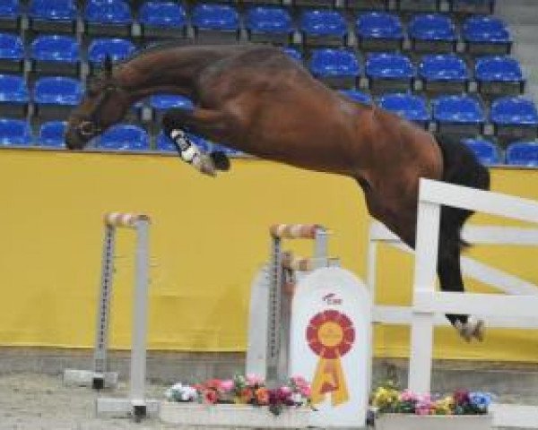 stallion Calistero (German Sport Horse, 2013, from Cascadello)