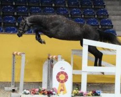 jumper Calidos I (German Sport Horse, 2013, from Calido I)