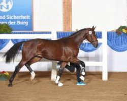 dressage horse Hengst von Quatergold (Bavarian, 2013, from Quatergold)