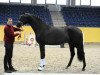 stallion Hengst von E.H. Millennium / Rocher D'or (German Sport Horse, 2013, from E.H. Millennium)