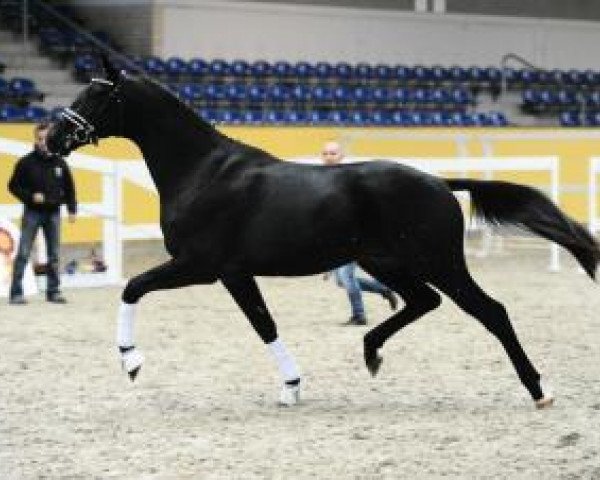 stallion Million Dollar Baby 6 (German Sport Horse, 2013, from E.H. Millennium)
