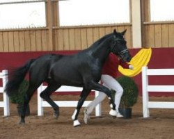 dressage horse L'ansamur (Württemberger, 2013, from Lord Leopold 7)