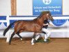 stallion Johnny Cash (Bavarian, 2013, from Glock's Johnson Tn)