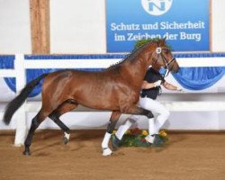 stallion Johnny Cash (Bavarian, 2013, from Glock's Johnson Tn)