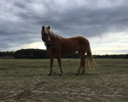 broodmare Evista (Haflinger, 1988, from Arino)