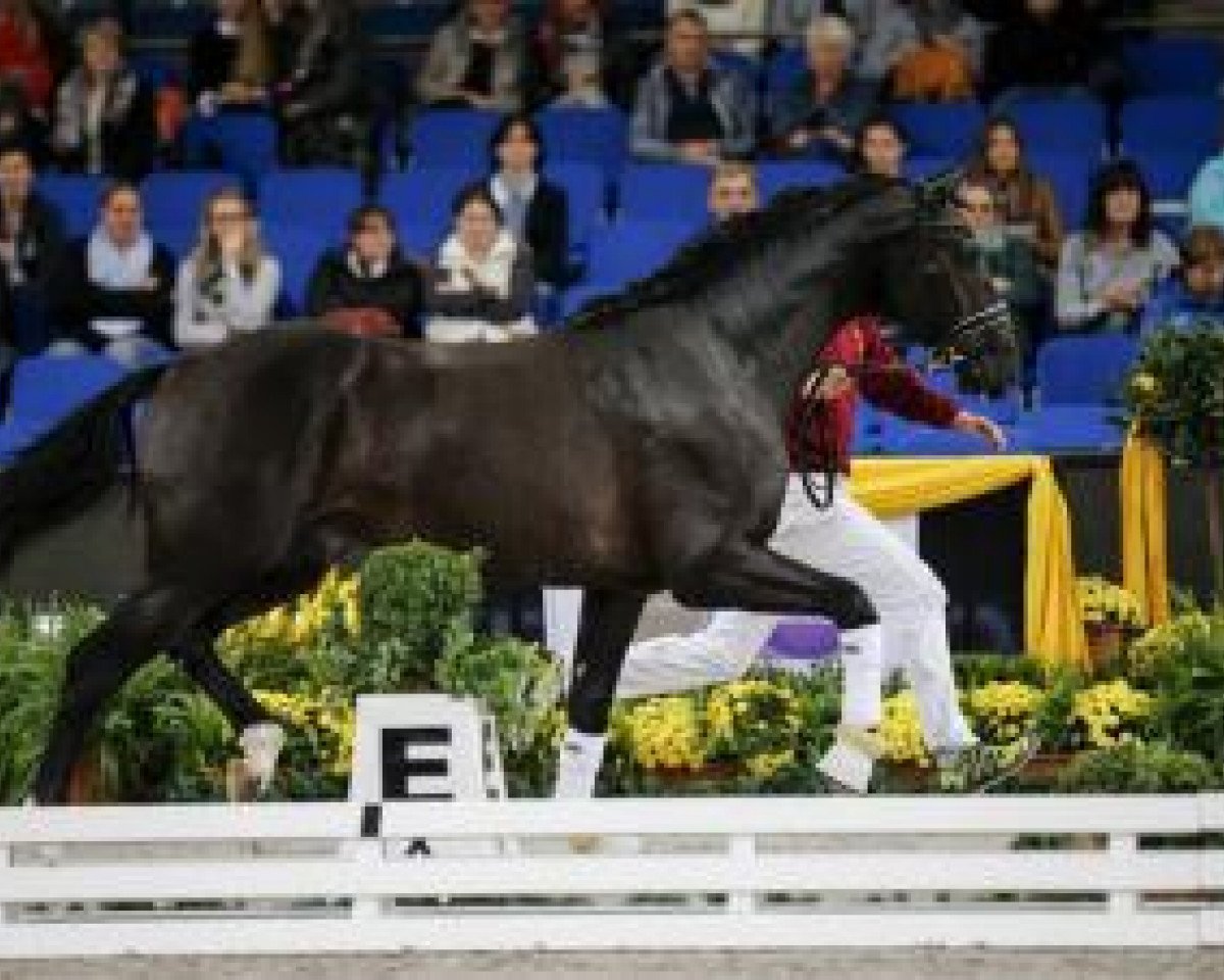 Dressurpferd Johnny Be Good 4 (Bayer, 2013, von Glock's Johnson Tn)