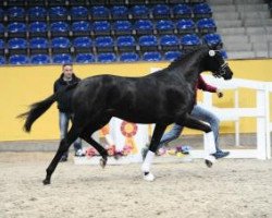 stallion Cm Fabergè (Hanoverian, 2013, from Fürstenball)