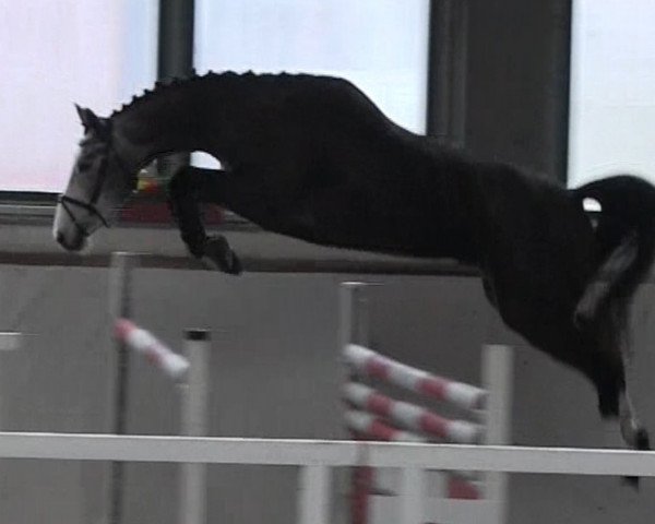 Springpferd Balenea (Deutsches Sportpferd, 2012, von Balou du Rouet)