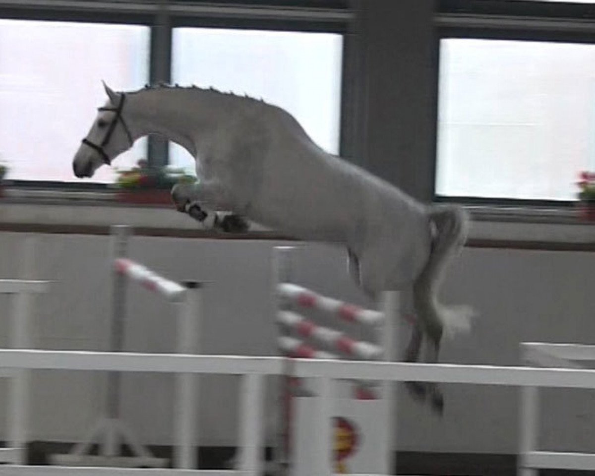 broodmare DSP Comrada (German Sport Horse, 2011, from Como)