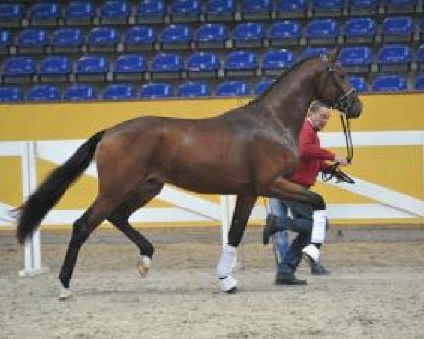 stallion Final Decision (German Sport Horse, 2013, from Fürst Romancier)