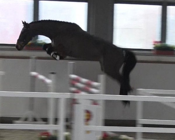 jumper La Nessa (German Sport Horse, 2011, from Le Co Q As)