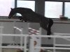 jumper La Nessa (German Sport Horse, 2011, from Le Co Q As)