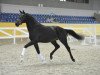 dressage horse For Fun 57 (Bavarian, 2013, from Franziskus FRH)