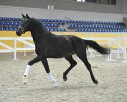 dressage horse For Fun 57 (Bavarian, 2013, from Franziskus FRH)