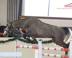 jumper Lasparo (German Sport Horse, 2011, from Laspari)