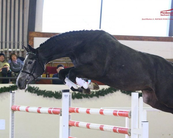 jumper Carl (German Sport Horse, 2011, from Colestus)