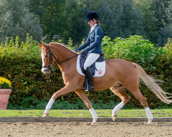 broodmare Vicky CR (German Riding Pony, 2008, from Voyager 2)