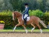 broodmare Vicky CR (German Riding Pony, 2008, from Voyager 2)