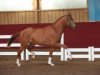 dressage horse Daktari de la Gesse (Württemberger, 2013, from Don Juan de Hus)