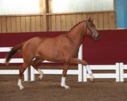 dressage horse Daktari de la Gesse (Württemberger, 2013, from Don Juan de Hus)