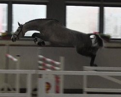 jumper Himalaya (German Warmblood, 2011, from Cellestial)