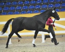 dressage horse Hengst von Domherr (German Sport Horse, 2013, from Domherr)