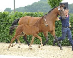 dressage horse Rudi Rosenstein (Oldenburg, 2013, from Rubin Cortes OLD)